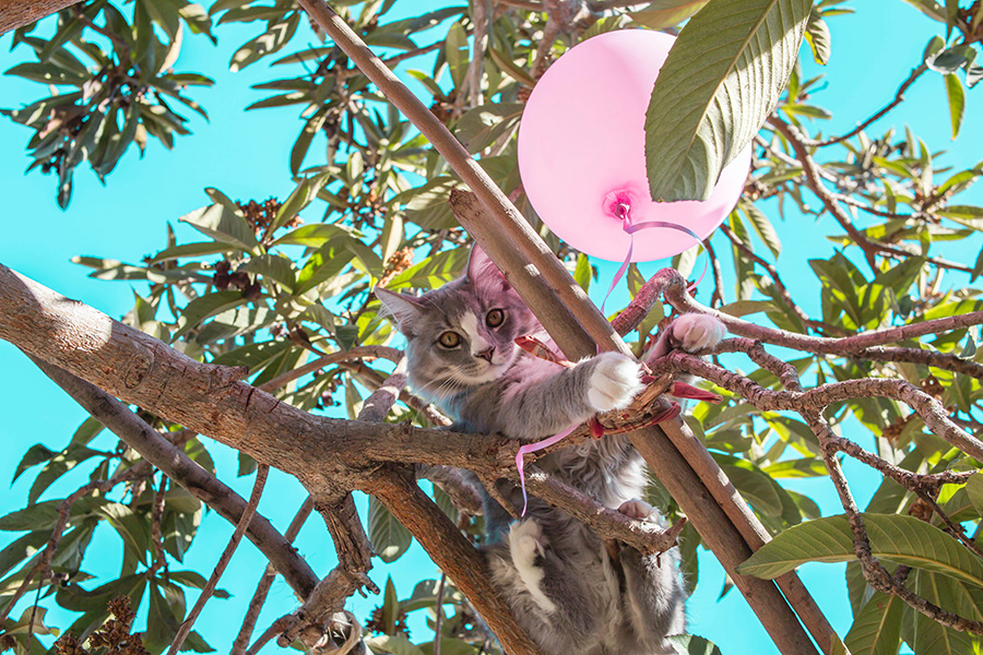 gray cat on tree branch beside balloon