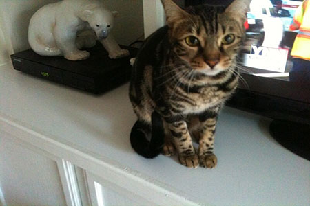 black and gray striped cat on white cabinet