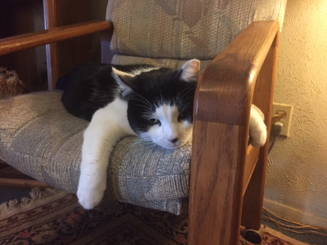 lazy cat Nosey