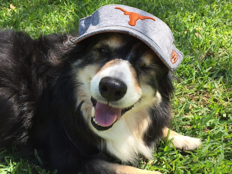 Memorial Day Special Pet Sitting Client