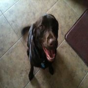 Jasper-Lab Jasper-Lab