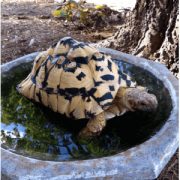 Leopard-Tortise Leopard-Tortise