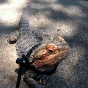 Misty-Dragon dragon lizard