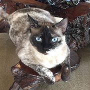 Pinot-cat Pinot-cat